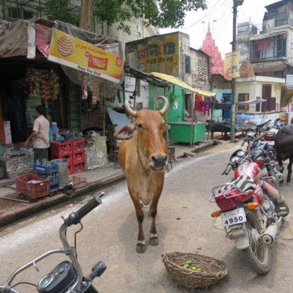 Kuh, Indien, Motorräder, Straßenverkehr