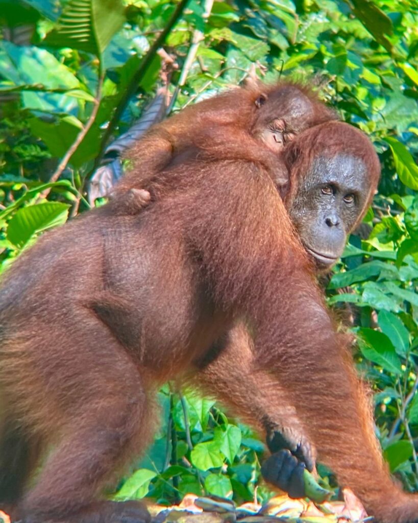 Orang Utan Mutter mit Baby in Borneo